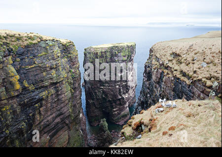 Handa Island, Schottland. Eine unbewohnte Insel vor der Nordwestküste von Schottland, das von der schottischen Wildlife Trust als Vogelschutzgebiet verwaltet wird Stockfoto