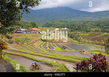Jatiluwih terrassierten Reisfelder, Reisterrassen im Bergland von West Bali, Indonesien Stockfoto