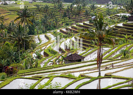 Jatiluwih terrassierten Reisfelder, Reisterrassen im Bergland von West Bali, Indonesien Stockfoto
