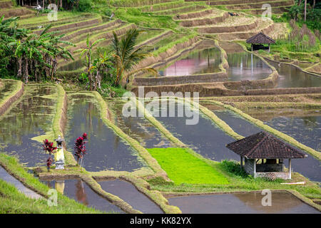 Jatiluwih terrassierten Reisfelder, Reisterrassen im Bergland von West Bali, Indonesien Stockfoto