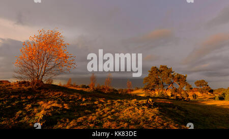 Letzte Blätter des Herbstes auf eine Birke im letzten Licht des Tages Stockfoto