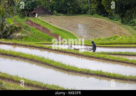 Arbeiter mit mechanischen Pflug/motor Pflug arbeiten in der jatiluwih terrassierten Reisfelder, Reisterrassen im Bergland von West Bali, Indonesien Stockfoto