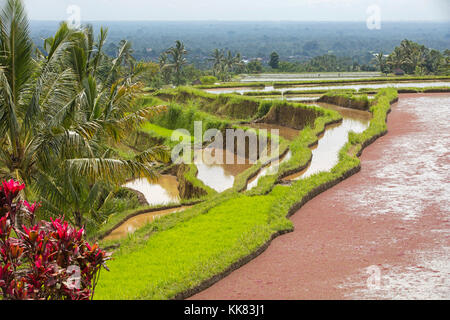 Jatiluwih terrassierten Reisfelder, Reisterrassen im Bergland von West Bali, Indonesien Stockfoto