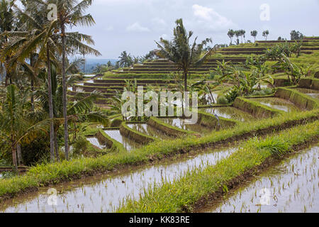 Jatiluwih terrassierten Reisfelder, Reisterrassen im Bergland von West Bali, Indonesien Stockfoto