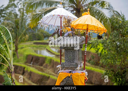 Kleine hinduistische Altar/sanggah in der jatiluwih terrassierten Reisfelder, Reisterrassen im Bergland von West Bali, Indonesien Stockfoto