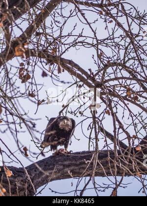 Juvenile Weißkopfseeadler in einem Baum, Herbst, Rocky Mountain Arsenal Wildlife Refuge, Commerce City, Colorado. Stockfoto