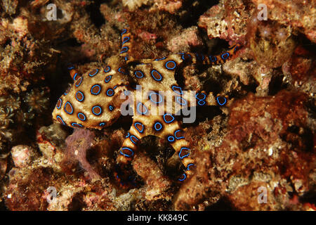Mehr blue ringed Octopus Hapalochlaena lunulata Stockfoto