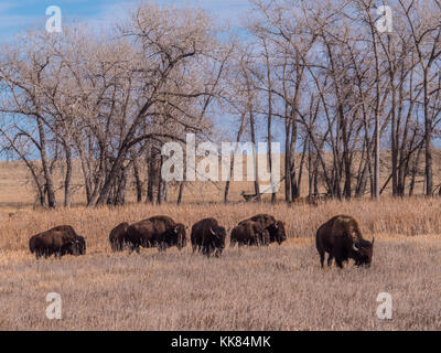 Bisons Wildlife Loop, Herbst, Rocky Mountain Arsenal Wildlife Refuge, Commerce City, Colorado. Stockfoto