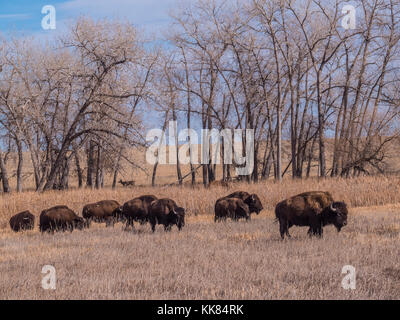 Bisons Wildlife Loop, Herbst, Rocky Mountain Arsenal Wildlife Refuge, Commerce City, Colorado. Stockfoto