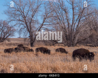 Bisons Wildlife Loop, Herbst, Rocky Mountain Arsenal Wildlife Refuge, Commerce City, Colorado. Stockfoto