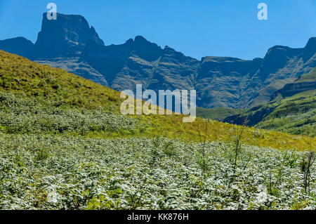 Großen Felsen und Quelle der Thukela Fluss in Drakensberg Mountain, Südafrika Stockfoto