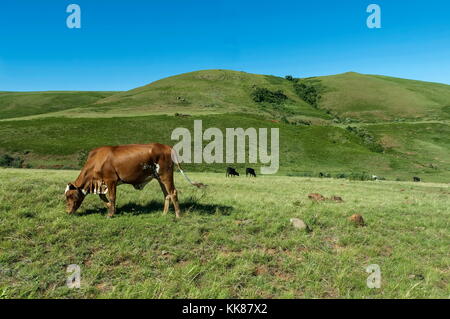 Braune Kuh auf der Weide grasen in Drakensberg Mountain, Südafrika Stockfoto