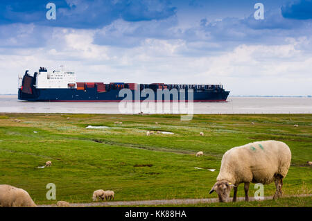 Ein Containerschiff auf der Elbe ist, die Schafe auf dem Deich in der Nähe von Cuxhaven Stockfoto