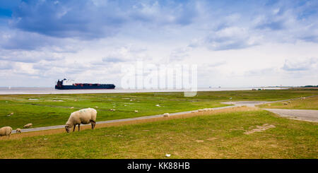 Ein Containerschiff auf der Elbe ist, die Schafe auf dem Deich in der Nähe von Cuxhaven Stockfoto