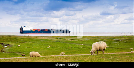 Ein Containerschiff auf der Elbe ist, die Schafe auf dem Deich in der Nähe von Cuxhaven Stockfoto