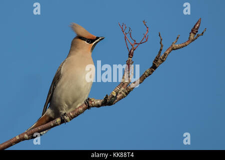 (Waxwing Bombycilla garrulus) im Baum Fütterung auf Beeren in Großbritannien, England Stockfoto