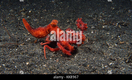Starry Night Octopus Stockfoto