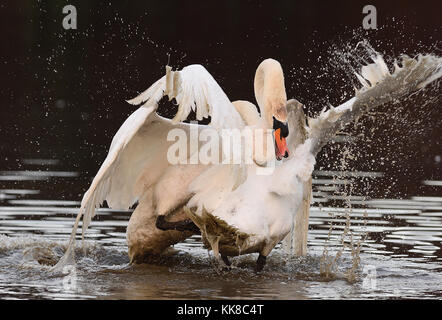 Kampf gegen männliche Schwäne Stockfoto