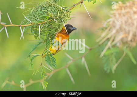 Weaver Vogel auf Nest in Uganda Stockfoto