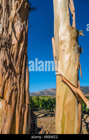 Eukalyptus Baumstämme in Santa Barbara County, Kalifornien. Stockfoto