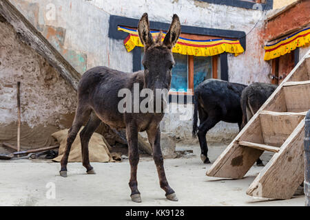 Esel im Innenhof des RANGDUM KLOSTER - Zanskar, Ladakh, Indien Stockfoto