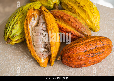 Ein Haufen von Cocoa bean Pods mit einer offenen Kakaofrucht mit frischen Bohnen Stockfoto