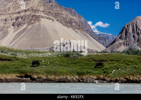 YAKS grasen am Ufer des FLUSSES ZANSKAR im Himalaya - ZANSKAR, LADAKH, INDIEN Stockfoto