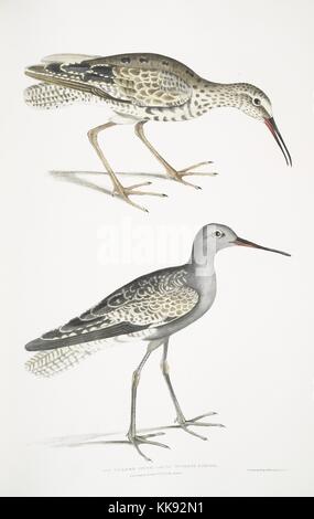 Hand-farbiger Druck mit zwei Vögel, mit Untertiteln Asche Snipe (Totanus Fuscus), aus dem Buch 'Abbildungen der indischen Zoologie, hauptsächlich aus der Sammlung von Major General Hardwicke', 1832 vorangegangen. Von der New York Public Library. Stockfoto