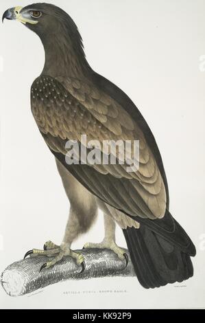 Hand, farbiger Druck, einen Adler, stehend auf einem Zweig, mit Untertiteln Brown Eagle (Aquilla fusca), aus dem Buch 'Abbildungen der indischen Zoologie, hauptsächlich aus der Sammlung von Major General Hardwicke', 1832. Von der New York Public Library. Stockfoto