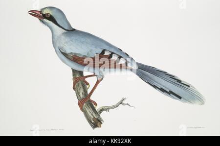 Hand, farbiger Druck, ein Vogel, stehend auf einem Zweig, mit Untertiteln Hunting Crow (Kitta venatorius), aus dem Buch 'Abbildungen der indischen Zoologie, hauptsächlich aus der Sammlung von Major General Hardwicke', 1832. Von der New York Public Library. Stockfoto