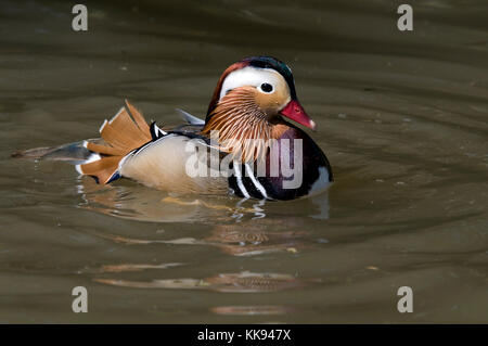 Mandarin Männlich Duck Stockfoto