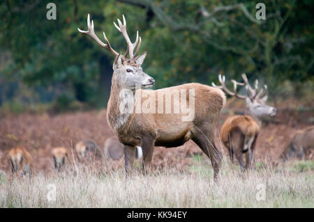 Rothirsch steht in EINEM Wald Stockfoto