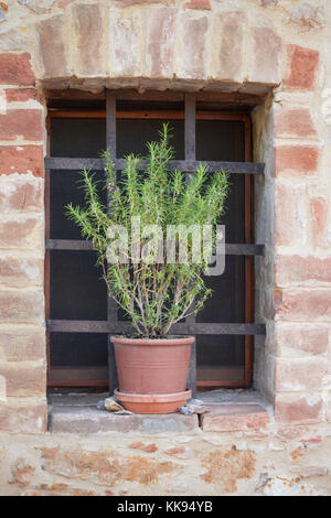 Schöne Topfpflanze von Rosmarin in einem traditionellen Stein Fensterbank in der Toskana, Italien. Stockfoto