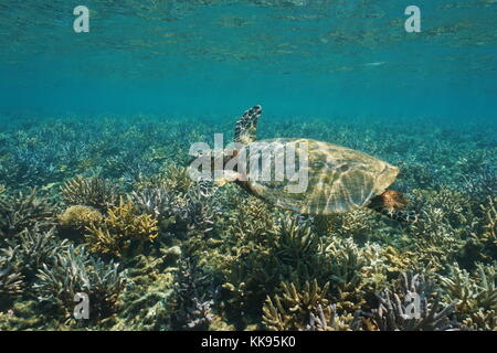 Eine hawksbill Sea Turtle, Eretmochelys imbricata unter Wasser auf einem flachen Korallenriff, South Pacific Ocean, Neukaledonien, Ozeanien Stockfoto