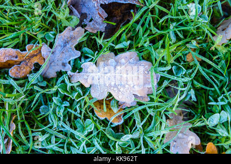 Gefrorene trockene Blätter auf dem Boden. Nahaufnahme einer Eiche tot Blatt mit gefrorenem Tau Tropfen, die auf dem Gras unter anderen trockenen Blättern. Stockfoto