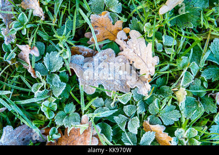 Gefrorene trockene Blätter auf dem Boden. Nahaufnahme der Eiche Blätter mit gefrorenem Tau Tropfen, die auf dem Gras bedeckt mit Frost. Stockfoto