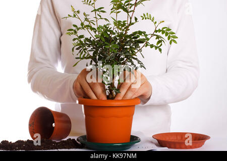 Weibliche Hände verpflanzen, eine Anlage in einen neuen Topf. Stockfoto