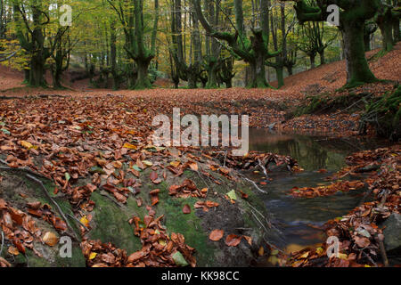 Buchenwälder in Gorbea Natural Park Stockfoto