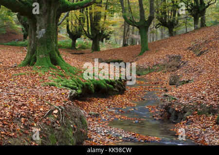 Buchenwälder in Gorbea Natural Park Stockfoto