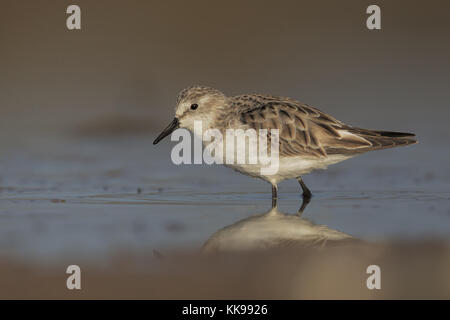 Zwergstrandläufer Stockfoto