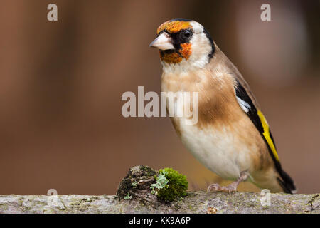 Wild goldfinch Vogel portrait Nahaufnahme native auch Carduelis carduelis bekannt zu Europa. Der stieglitz hat ein rotes Gesicht und einem schwarz-weißen Kopf. Stockfoto