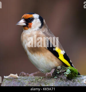 Wild goldfinch Vogel portrait Nahaufnahme native auch Carduelis carduelis bekannt zu Europa. Der stieglitz hat ein rotes Gesicht und einem schwarz-weißen Kopf. Stockfoto