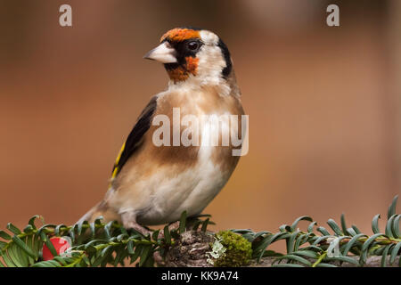 Wild goldfinch Vogel portrait Nahaufnahme native auch Carduelis carduelis bekannt zu Europa. Der stieglitz hat ein rotes Gesicht und einem schwarz-weißen Kopf. Stockfoto