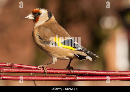 Wild goldfinch Vogel portrait Nahaufnahme native auch Carduelis carduelis bekannt zu Europa. Der stieglitz hat ein rotes Gesicht und einem schwarz-weißen Kopf. Stockfoto