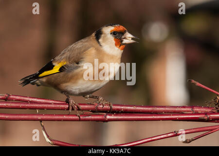 Wild goldfinch Vogel portrait Nahaufnahme native auch Carduelis carduelis bekannt zu Europa. Der stieglitz hat ein rotes Gesicht und einem schwarz-weißen Kopf. Stockfoto