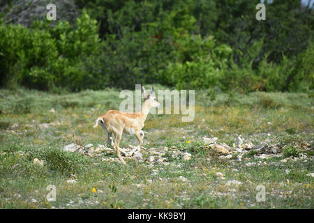 Schwarzer Bock doe in der Running Wild Stockfoto