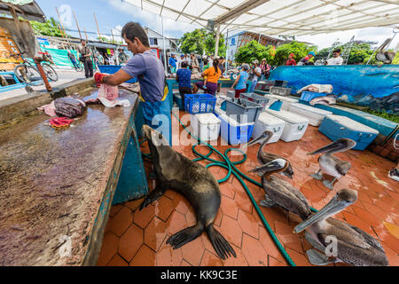 Szenen aus der Fischmarkt Im Hafen von Puerto Ayora, Isla Santa Cruz, Galapagos, Ecuador, Südamerika Stockfoto