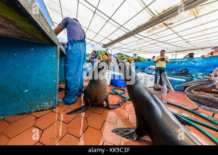 Szenen aus der Fischmarkt Im Hafen von Puerto Ayora, Isla Santa Cruz, Galapagos, Ecuador, Südamerika Stockfoto