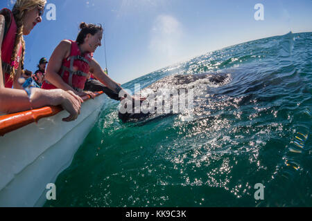 California Grauwale Kalb (eschrichtius robustus), mit whale Watchers in San Ignacio Lagoon, Baja California Sur, Mexiko, Nordamerika Stockfoto