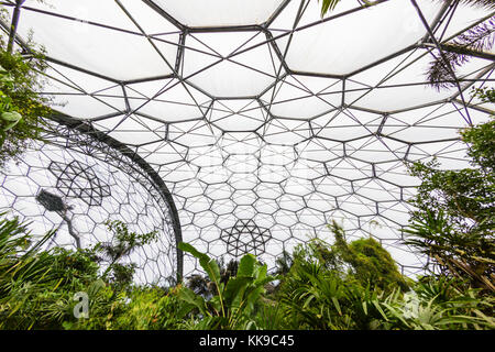 In der tropischen Biome an der beliebten Besucherattraktion, das Eden Project, st. blazey, in der Nähe von St. Austell, Cornwall, England, Vereinigtes Königreich, Europa Stockfoto